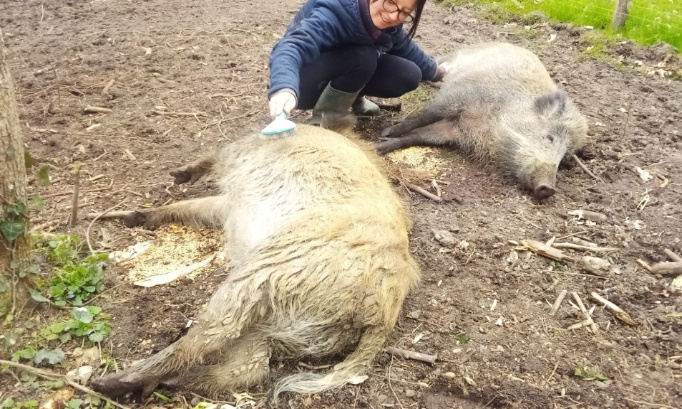 Aidez-moi à sauver mes sangliers !