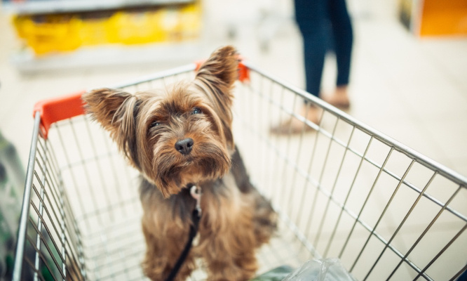 Autorisons les chiens partout !