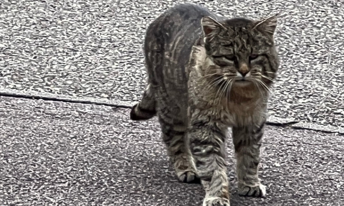 Pour la stérilisation des chats errants sur la commune de Dieulouard (54380)