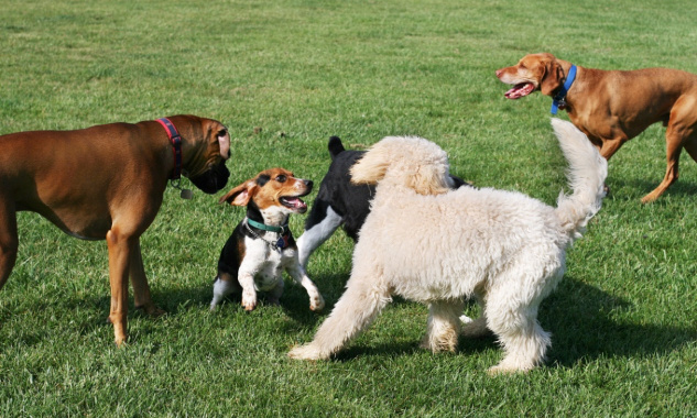 Pour l'aménagement d'un parc canin au quartier du parc de la mairie de Choisy-le-Roi (94)