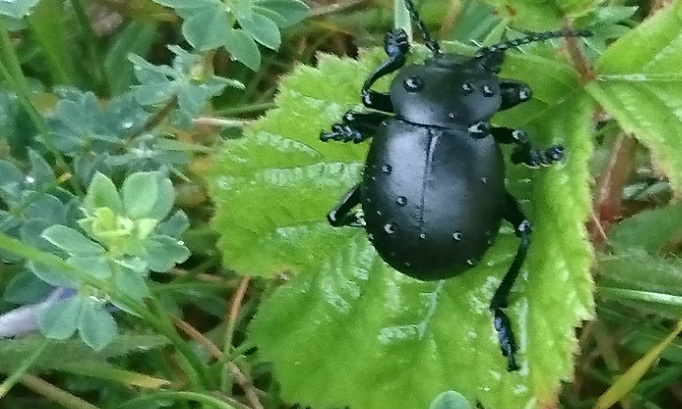 Cohabitons avec la faune sauvage, protégeons la nature !