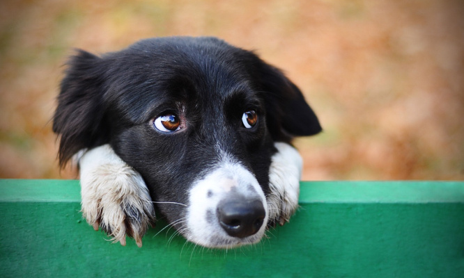 Imposer une loi contre les abandons, les maltraitances et la souffrance de tous les animaux