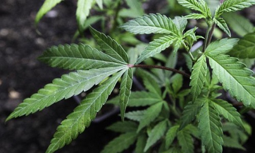 Libération de la culture du cannabis en France