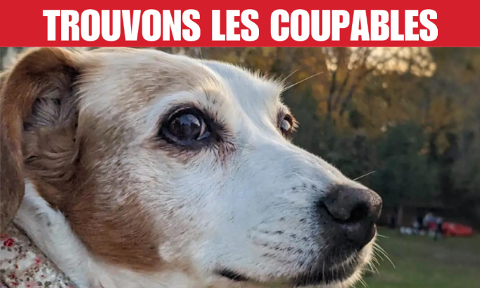 Tabassée à mort par des racketteurs, trouvons les coupables !