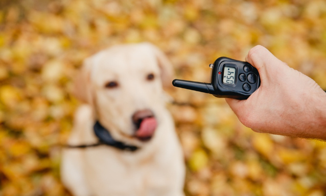 Pour une réglementation sur les colliers de dressage ou de rappel pour les chiens !