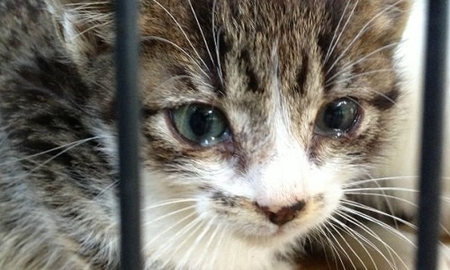 Une loi contre la maltraitance des animaux