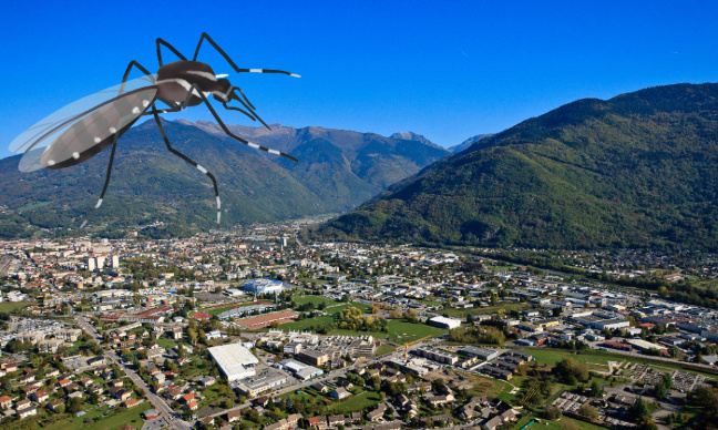 Lutter contre l'invasion des moustiques tigres : Albertville et communes allentours