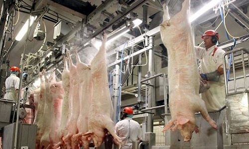 Vidéosurveillance sur les chaines d'abattoir