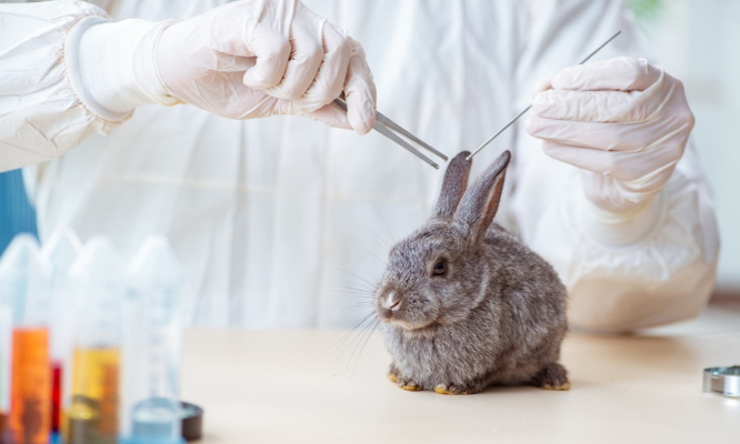 Stop à la maltraitance animale dans le domaine médical !