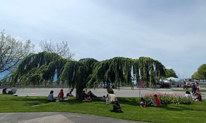 Sauvons ce cèdre majestueux : non à cette extinction, l'heure est à la rébellion !
