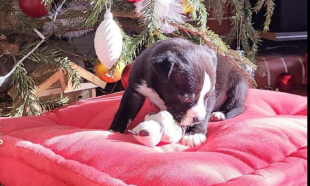 Justice pour le pauvre chiot retrouvé dans un sac poubelle !