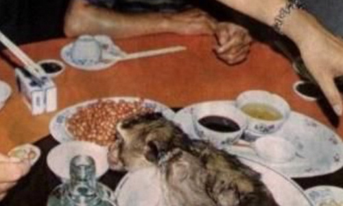 Cervelle de singe manger vivant