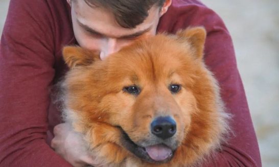 Non à la maltraitance animal aidez-nous à sauver notre chien Narko !