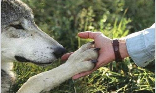 SLPA Amance s'acharne sur un protecteur des animaux qui est malade et fatigué !