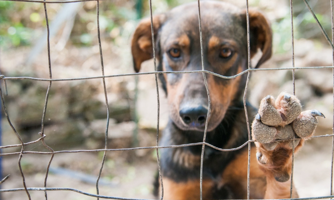 Stop aux sentences abusives pour les chiens qui mordent