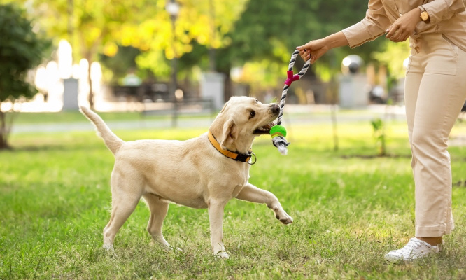 Pour la création de parcs à chiens dans tous les quartiers de Villeurbanne