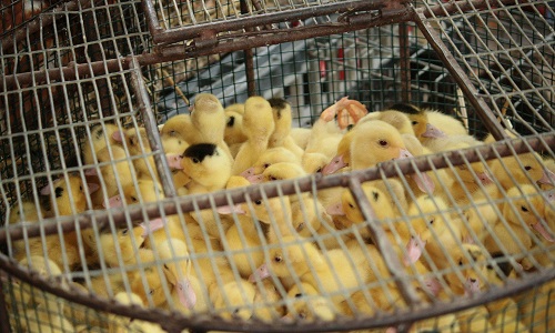 Fin des souffrances envers les animaux pour des raisons de traditions