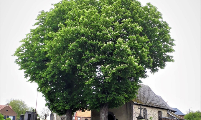 Urgent : sauvons les deux marronniers de près de 300 ans de l'Avesnois