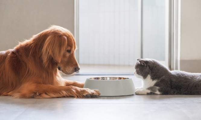 Pour une baisse de la TVA sur la nourriture et les soins pour nos animaux