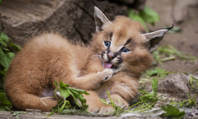 Lettre ouverte à Gims au sujet de son bébé caracal !