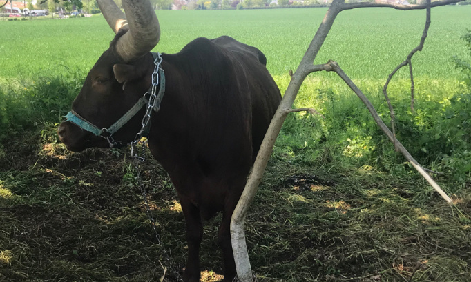 Pour que les animaux de cirque soient libres !