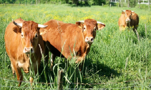 Une loi animale écrite dans le code civil afin d'établir concrètement et définitivement leur protection puisque ce sont des êtres doués de sensibilité !