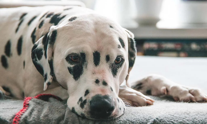 Justice exemplaire pour Miro, dalmatien pendu à un balcon à Bergerac