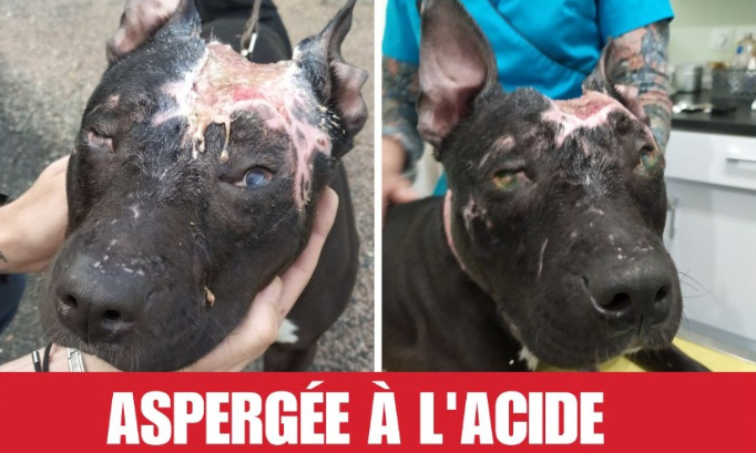 Aspergée d’acide, paupières et crâne scalpés : Justice pour Joy !