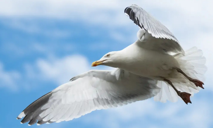 Non à la stérilisation des œufs de goélands argentés dans les villes de Bayeux et Port-en-Bessin