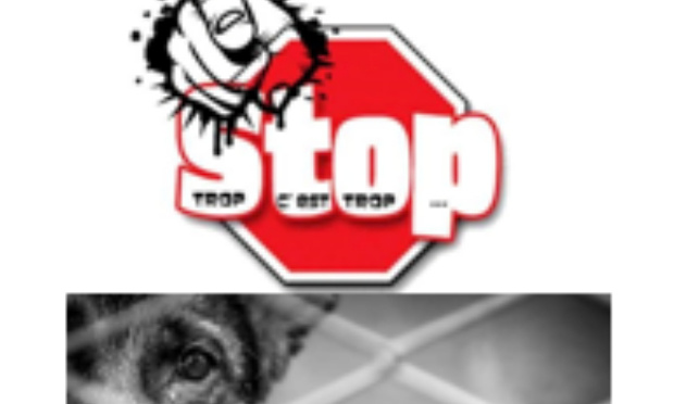 Abandon d'animaux : trop c'est trop !