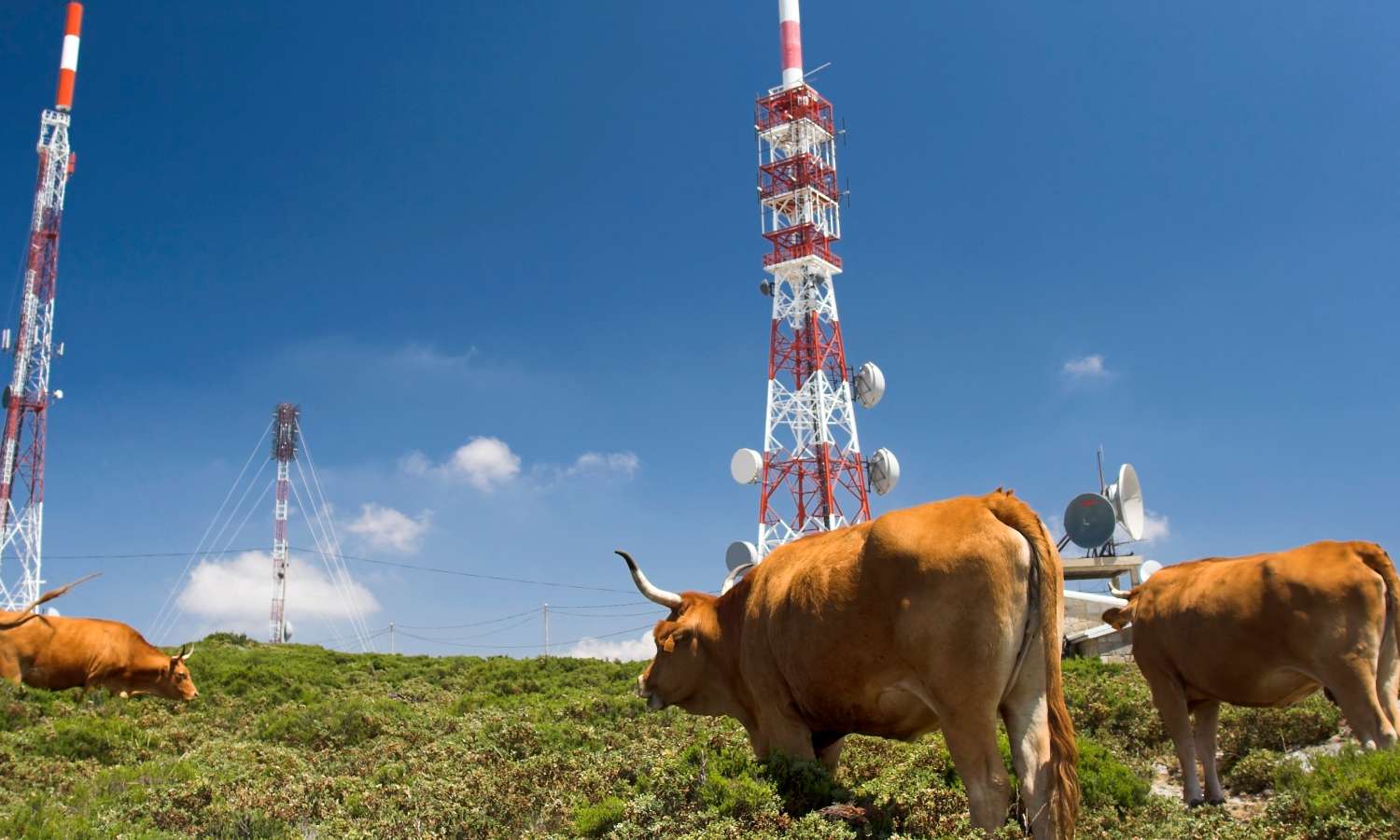 Les méfaits des ondes sur notre alimentation : remise en cause du label BIO