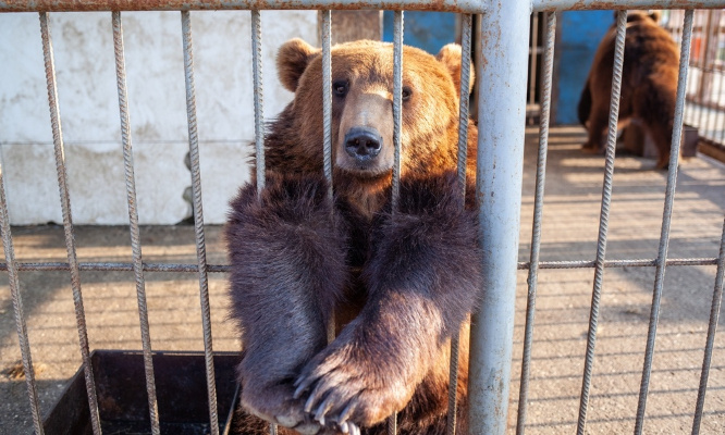Non au cirque Zavatta à Herblay
