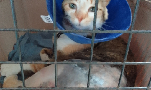 Stop aux tirs sur les chats