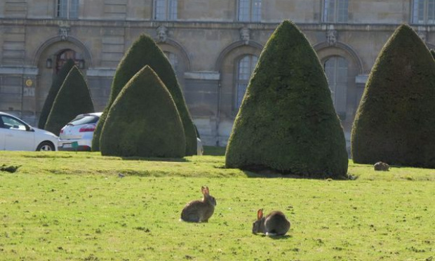 Non au tir sur les lapins à Paris Invalides , dans le 92, le 94 , le 93