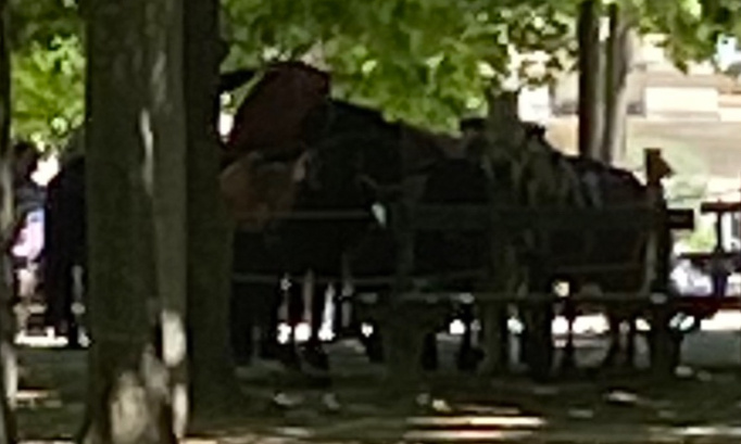 Stop à l'esclavage des poneys au jardin du Luxembourg