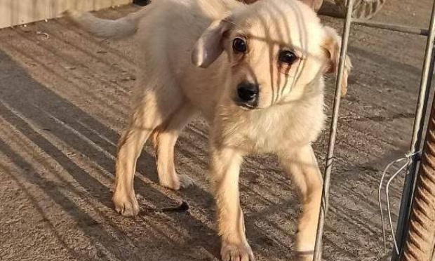 Pour que les élus de tous les pays prennent leurs responsabilités face à la maltraitance animale !