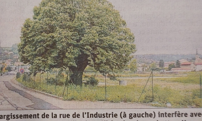 Non à l'abattage des Tilleuls remarquables de Villars