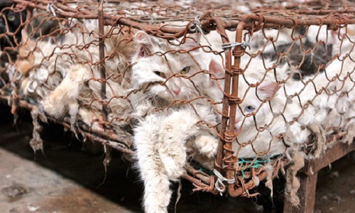 Pour l'arrêt définitif du festival Yulin