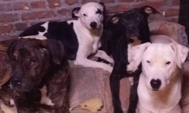 on m'a brisée le coeur en prenant mes enfants ( beethoven, tania et zora) mes chiens