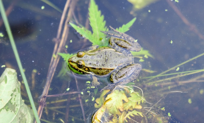 Laissons Colette 92 ans et les grenouilles de son jardin en paix !