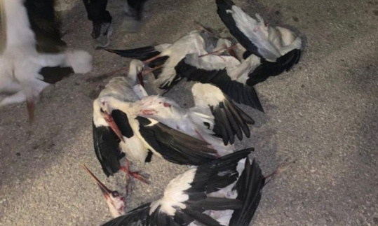 Stop aux massacre des cigognes au Liban !