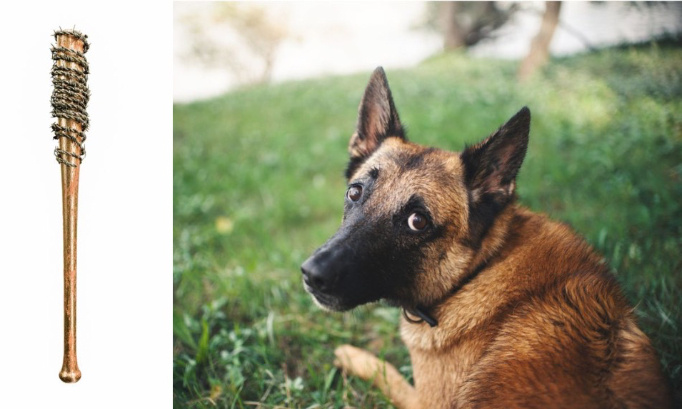 Justice pour le malinois battu à coups de batte de baseball !