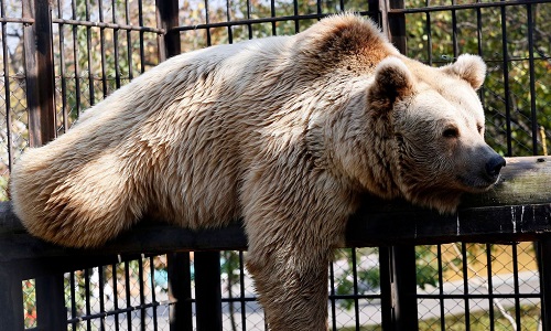 SOS pour Kiwi et Dominique