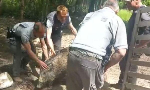 Pour le retour des deux jeunes sangliers PUMBA et MIMI arrachés à leur famille d'adoption