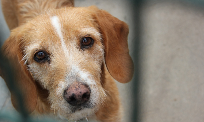 Rendons justice à ce petit chien roué de coups de pied !