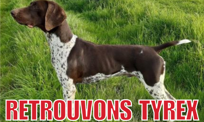 Où est Tyrex, volé à son propriétaire en pleine journée ?