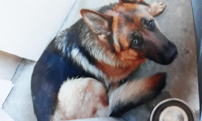 Alerte maltraitance animale à Couzon 69270