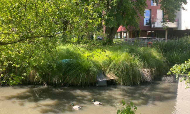 Préservons notre marre et les animaux qui y habitent à Leers !