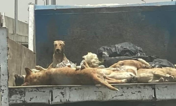 Exterminés et tabassés à mort : solidarité pour les animaux errants d'Algérie !