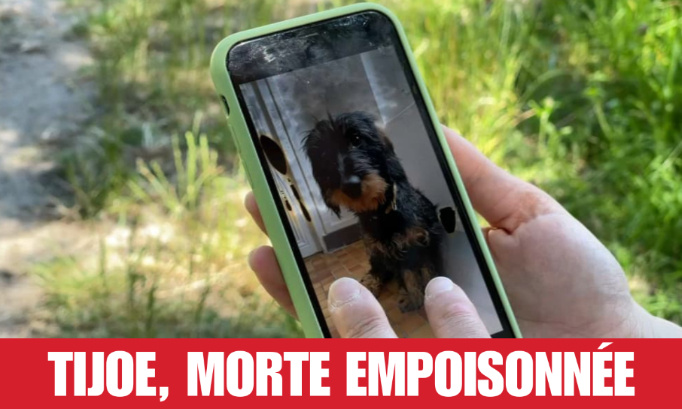 Justice pour Tijoe, ce petit chiot mort empoisonné